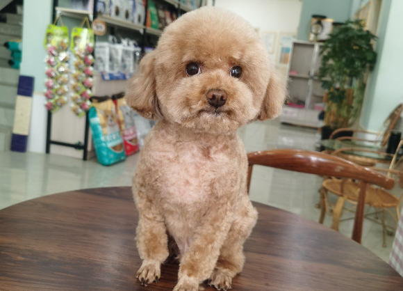 貝丁寵物醫(yī)院與日用雜品銷售點(diǎn)地址信息